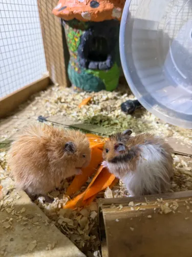 Hamster sírio angora super peludo