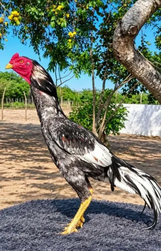 Venda de Ovos galados