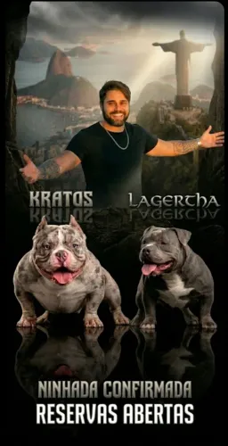 FILHOTES/American Bully/exótic Bully/micro/pocket 