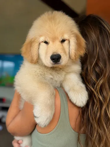 Goldens Retriever 
