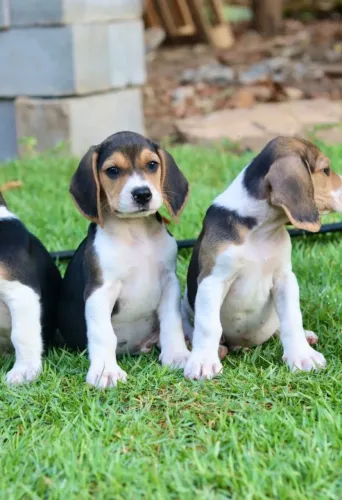 Beagle Insta gram @filhotesfloresdooriente