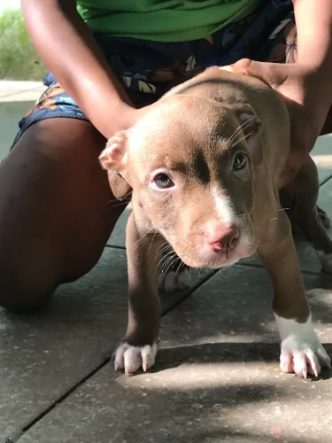 Filhote de pitbull puro