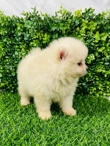 Lulu da Pomerânia Spitz Alemão macho