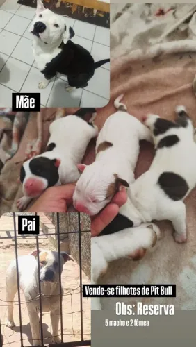 Filhotes de pit Bull de ótima linhagem 