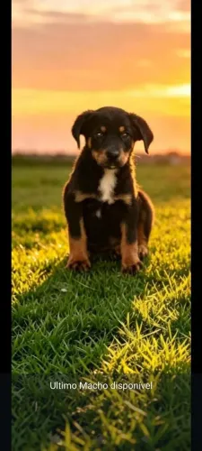 Rottweiler macho