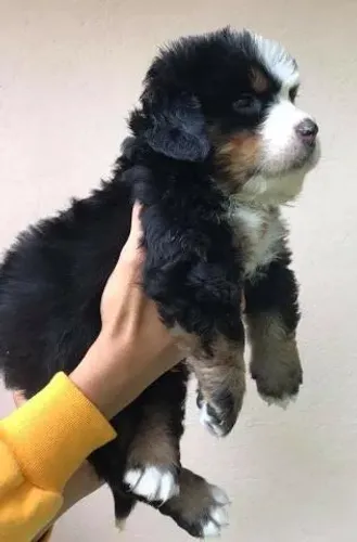 FIHOTE DE BERNESE MOUNTAIN MACHO VACINADO IDADE 53 DIAS COM TODAS AS GARANTIAS EM CONTRATO