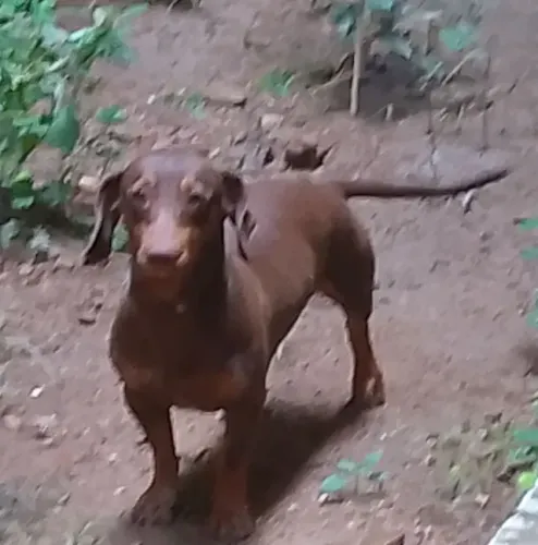 Doação cachorros basset machinhos- retirada em itaperuna