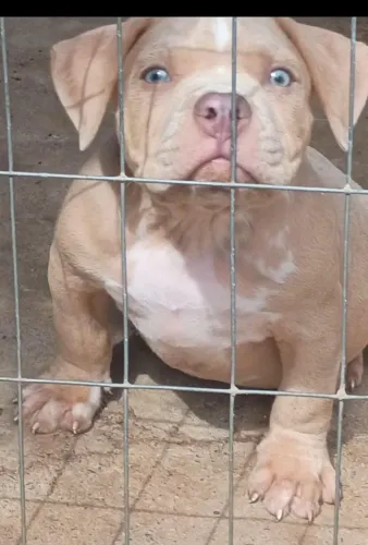 PITMONSTER