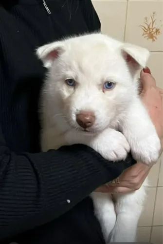Filhote de Husky Siberiano