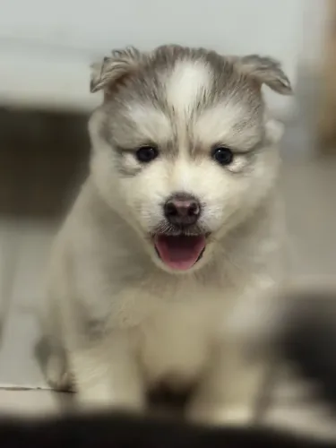 Filhotes de Husky Siberiano