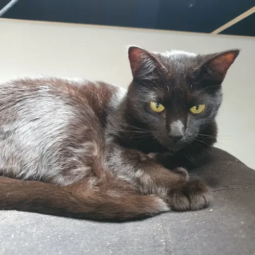 Gatinha para doação 3 aninhos