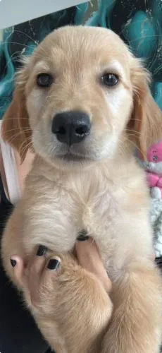 Golden Retriver últimas fêmeas aceito cartão
