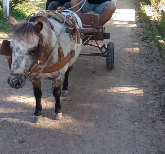 Vendo pônei 