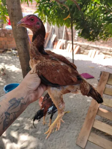Franga Carioca
