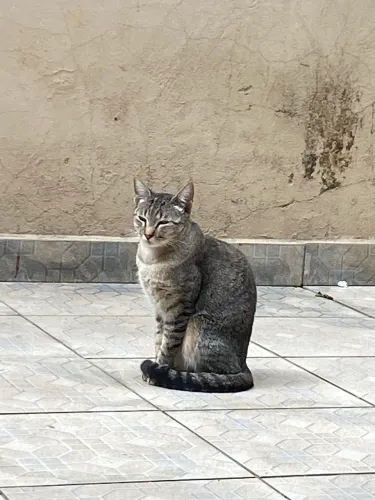 doando gato