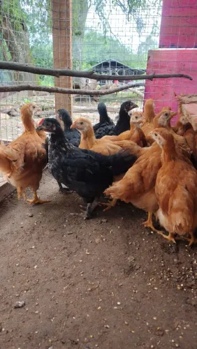 Pintinhos/ New Hampshire e Marans