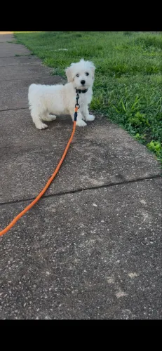 Cachorra 
