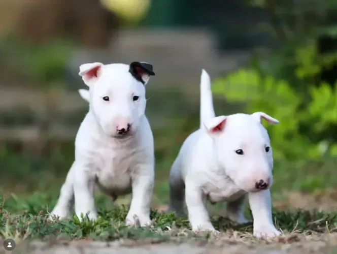 Bull Terrier,Bull Terrier Filhote Estrutura Perfeita Disponível