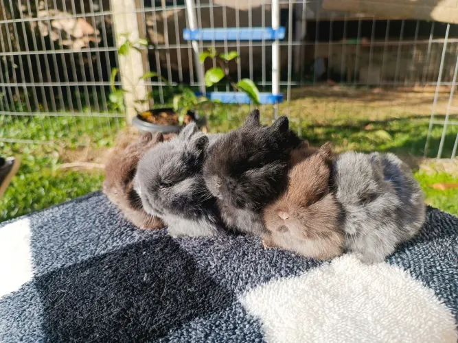 Coelho Netherland Dwarf macho preto