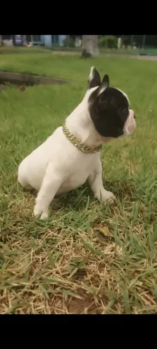 Bulldog francês micro