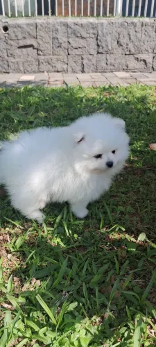 Spitz alemão