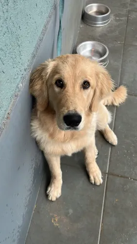 Golden Doação