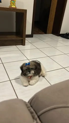 filhote shi tzu
