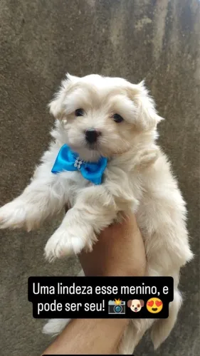 Maltês Mini macho
