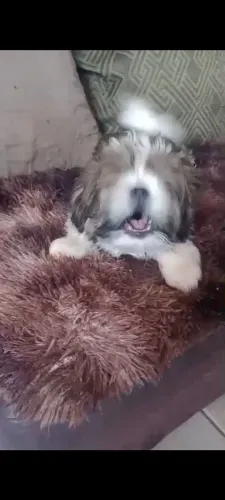 Shitzu 3 meses
