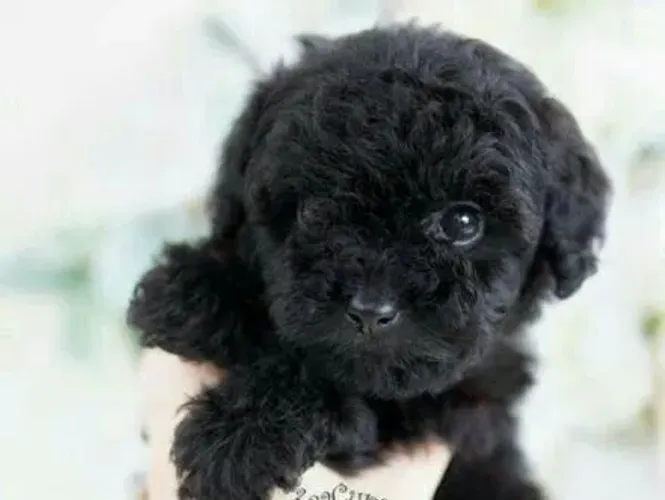 Mine poodle toy lindos e fofos 