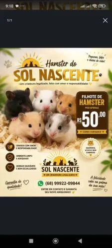 Hamster disponíveis