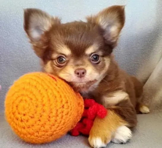 Um pequeno amigo para grandes momentos - Chihuahua