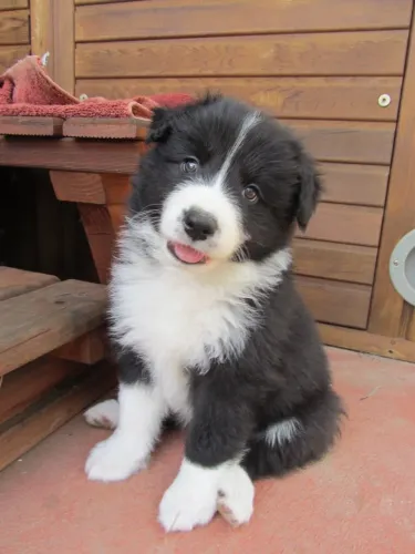 Filhotes de border collie fêmeas 59 dias