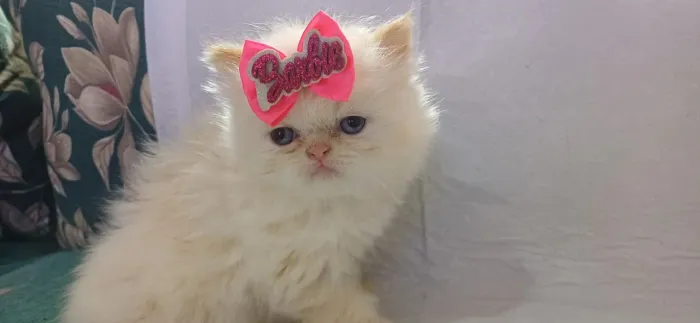 Linda filhote de gata persa femea olhos azuis pura.Parcelo.Entrego em Curitiba e região