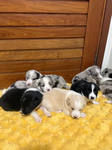 Border collie com pedigree CBKC - filhote puro 