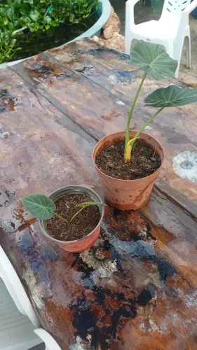 Alocasia Black Velvet