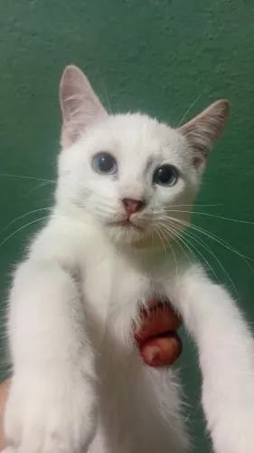 Gatos para Adoção 