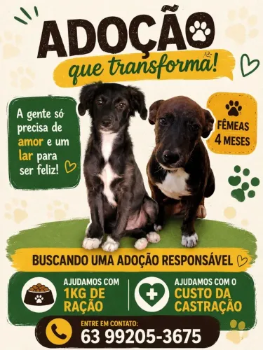 Adoção responsável