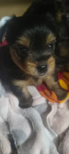 Yorkshires terrier puros 