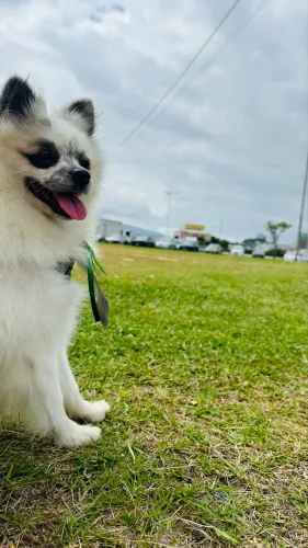 Spitz Alemão - Macho REPRODUTOR