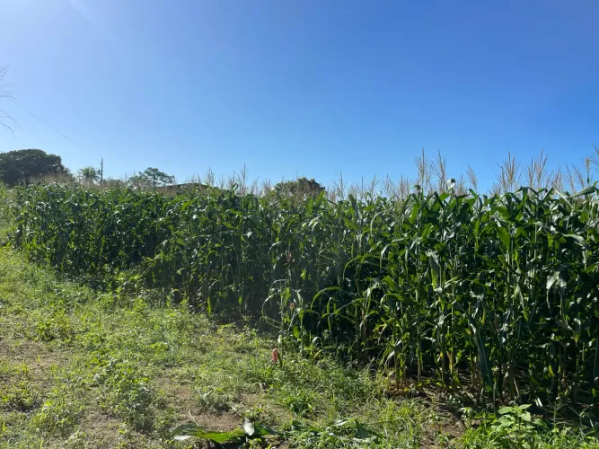 Palha de milho para silagem