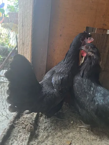2 galinhas por 100