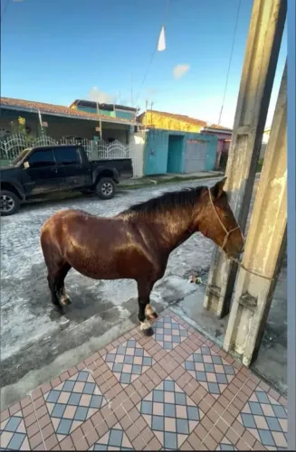 Pônei 