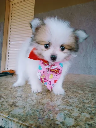Filhote lulu Pomerânia macho