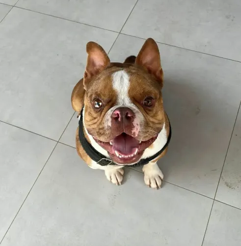 AMERICAN BULLY EXÓTICO COM PEDIGREE INTERNACIONAL! 