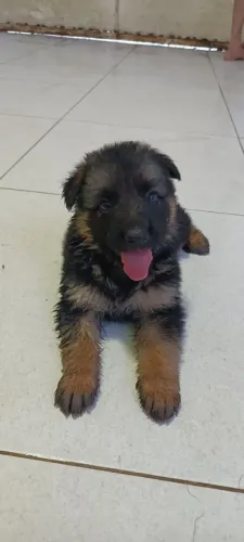 Filhotes de Pastor Alemão Puro - Linhagem de Serviço<br>