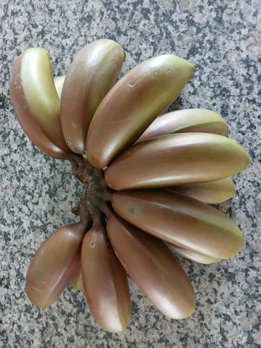 Pencas de Banana Vermelha Orgânica Premium