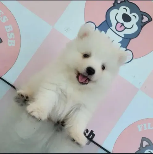 Filhotes de spitz japonês