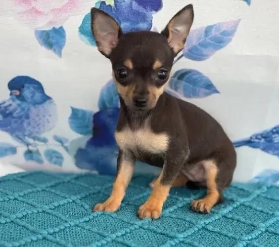 Filhotes de Pinscher fêmea n1 confira! 65 dias