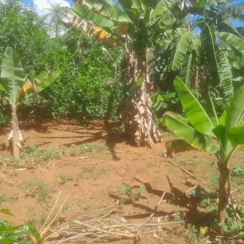 Terreno com vários pés de fruta